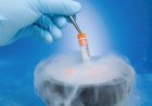 Embryo Freezing – Can It Improve IVF Success Rate?