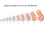 Pregnancy week by week: changes in mother, how the baby grows and develops and specific care during that week