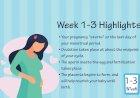 Pregnancy Week - 1