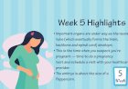 Pregnancy Week - 5