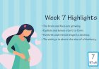 Pregnancy Week - 7