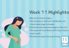 Pregnancy Week – 11