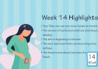 Pregnancy Week – 14