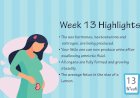 Pregnancy Week – 13