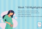Pregnancy Week – 16