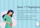 Pregnancy Week – 17