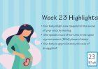 Pregnancy Week – 23