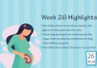 Pregnancy Week – 26