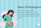 Pregnancy Week –28