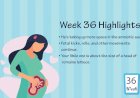 Pregnancy Week – 36
