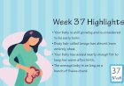 Pregnancy Week – 37