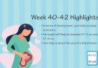 Pregnancy Week – 42