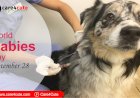 September 28 - World Rabies Day 2019