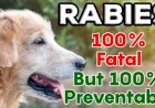 रेबीज रोग की रोकथाम  एवं उपचार