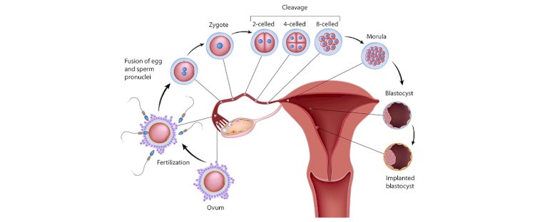 How normal fertilisation occurs in human body?