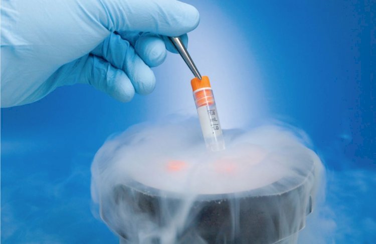 Embryo Freezing – Can It Improve IVF Success Rate?