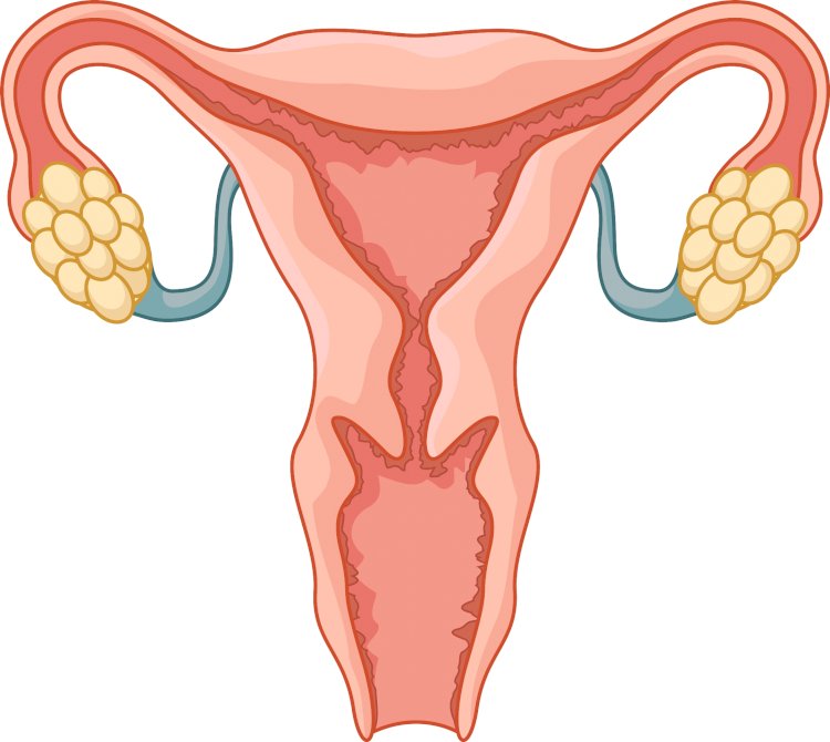 Learn the unknown effects of Fibroid on fertility