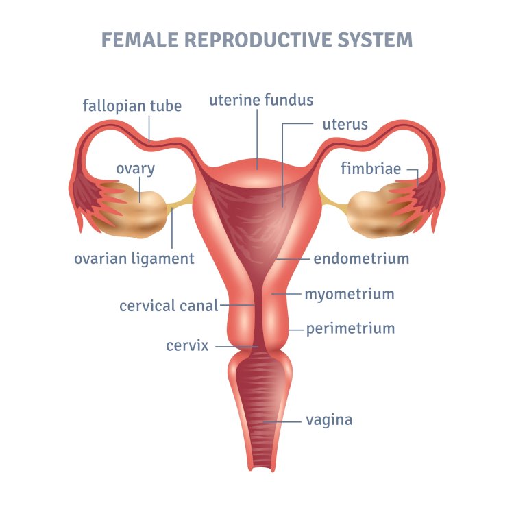 The Effects of Endometriosis on Infertility