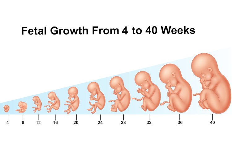 Pregnancy week by week: changes in mother, how the baby grows and develops and specific care during that week