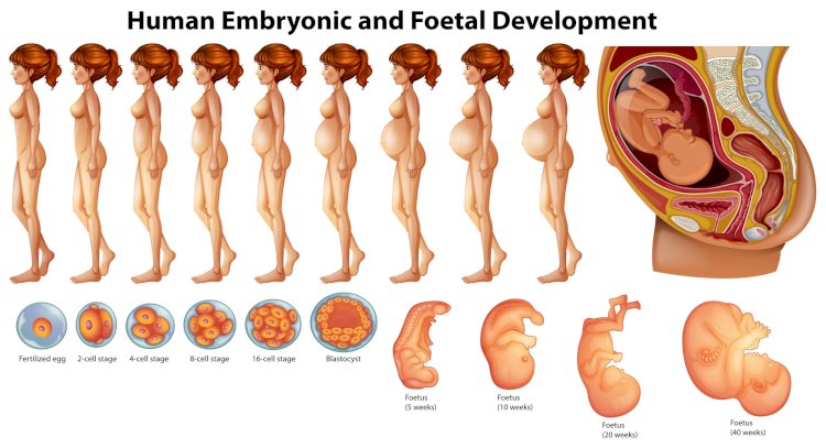 What is gestational Age?