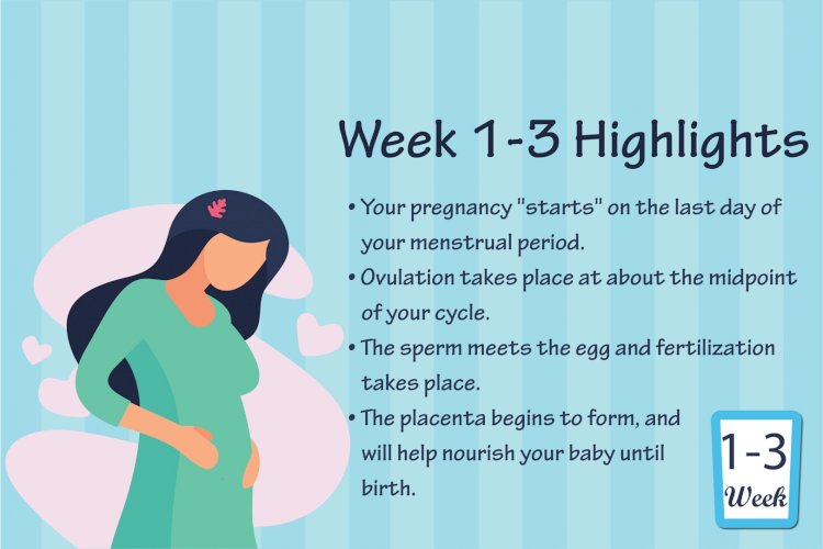 Pregnancy Week - 3