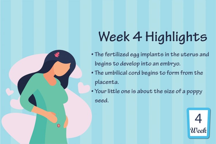 Pregnancy Week - 4