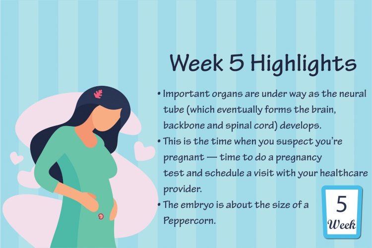 Pregnancy Week - 5