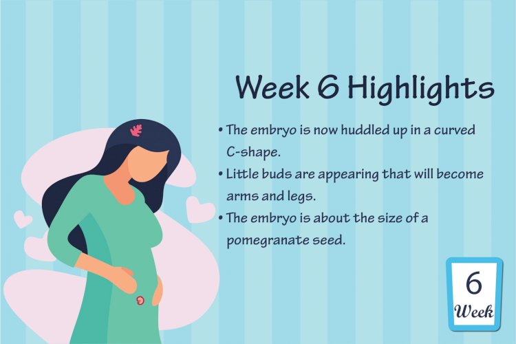Pregnancy Week - 6