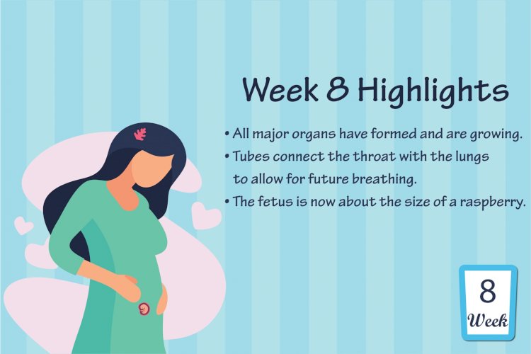 Pregnancy Week - 8