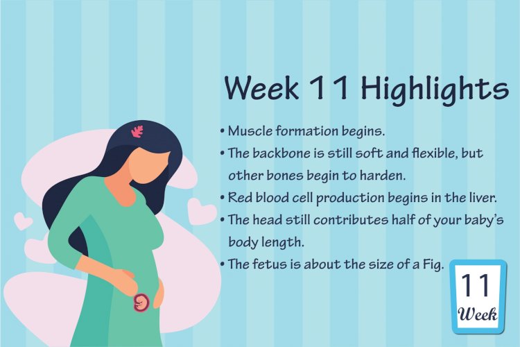 Pregnancy Week – 11