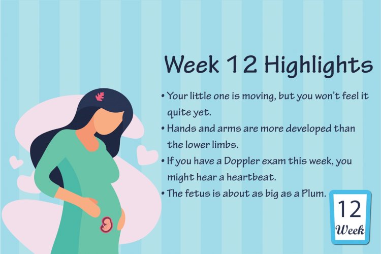 Pregnancy Week – 12