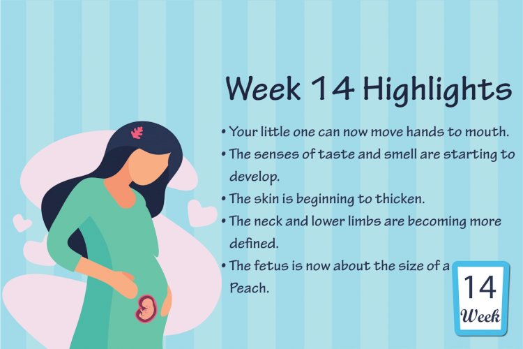 Pregnancy Week – 14