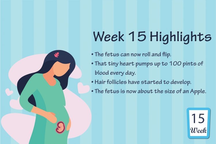 Pregnancy Week – 15