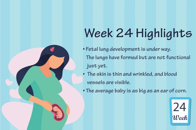 Pregnancy Week – 24