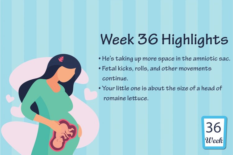 Pregnancy Week – 36