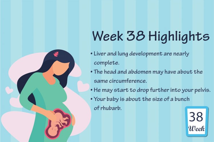Pregnancy Week – 38