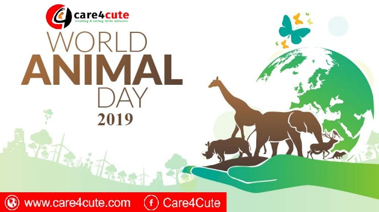 4th October - World Animal Welfare Day 2019