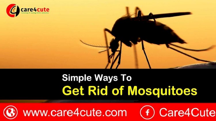 Check List For How To Control Mosquitoes In House?